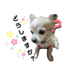 チワワのすもこねえさん3（個別スタンプ：6）