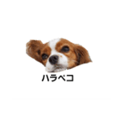 天使のテンちゃんすたんぷ3（個別スタンプ：5）