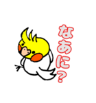 おかめインコ（個別スタンプ：1）