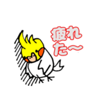 おかめインコ（個別スタンプ：2）