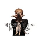 ぽしゃけあっきーらver.（個別スタンプ：1）
