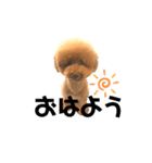 ほんわかケンシロウ（個別スタンプ：1）