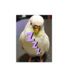 インコスタグラム（個別スタンプ：2）