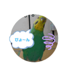 インコスタグラム（個別スタンプ：3）