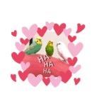 インコスタグラム（個別スタンプ：4）