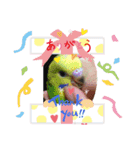 インコスタグラム（個別スタンプ：7）