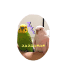 インコスタグラム（個別スタンプ：8）