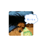 サム君（個別スタンプ：3）