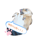 サム君（個別スタンプ：4）