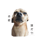 サム君（個別スタンプ：7）