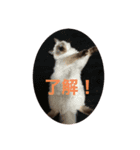 くうたん、（個別スタンプ：1）