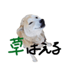シバ Katsuya（個別スタンプ：2）