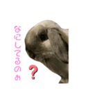 やんちゃなラビ吉の日常。（個別スタンプ：3）