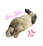 やんちゃなラビ吉の日常。（個別スタンプ：4）