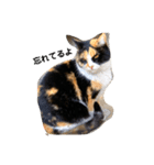 母猫❤三毛猫（個別スタンプ：1）