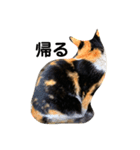 母猫❤三毛猫（個別スタンプ：3）