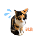母猫❤三毛猫（個別スタンプ：4）