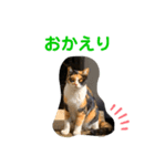 母猫❤三毛猫（個別スタンプ：5）