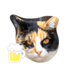 母猫❤三毛猫（個別スタンプ：6）