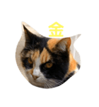 母猫❤三毛猫（個別スタンプ：7）