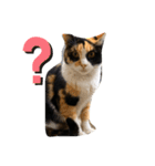 母猫❤三毛猫（個別スタンプ：8）