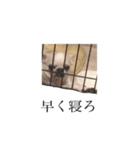 使えるワンコツー（個別スタンプ：4）