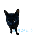 ペロ＆クロスタンプ（個別スタンプ：8）