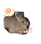 うさぎのこれ（個別スタンプ：2）