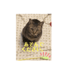天スタンプいち（個別スタンプ：3）