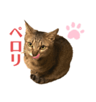 天スタンプいち（個別スタンプ：8）