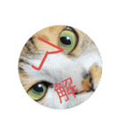 どらさんが言った4（個別スタンプ：1）