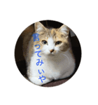 どらさんが言った4（個別スタンプ：5）
