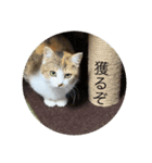 どらさんが言った4（個別スタンプ：7）