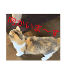 どらさんが言った4（個別スタンプ：8）