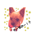 Jiji！！（個別スタンプ：1）
