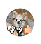 チェリちゃんすたんぷ2（個別スタンプ：1）
