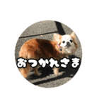 チェリちゃんすたんぷ2（個別スタンプ：3）