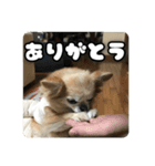 チェリちゃんすたんぷ2（個別スタンプ：6）