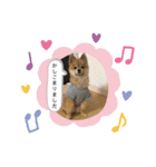ポメラニアン♂（個別スタンプ：7）