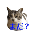 ネコのレモちゃん3（個別スタンプ：2）
