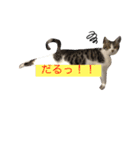 ネコのレモちゃん3（個別スタンプ：3）