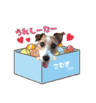 こむぎ❤️スタンプ❤️part 1（個別スタンプ：3）