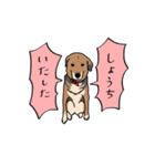 犬の日常スタンプ リニューアル（個別スタンプ：1）