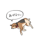 犬の日常スタンプ リニューアル（個別スタンプ：21）