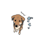 犬の日常スタンプ リニューアル（個別スタンプ：24）