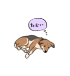 犬の日常スタンプ リニューアル（個別スタンプ：38）