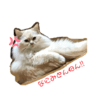 野良猫と洋猫たち（個別スタンプ：2）