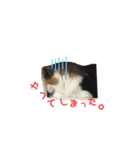 野良猫と洋猫たち（個別スタンプ：3）