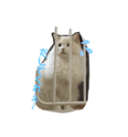 野良猫と洋猫たち（個別スタンプ：5）