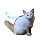 野良猫と洋猫たち（個別スタンプ：6）